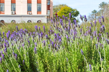 Colorful lavender field in a public garden in Murcia