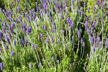Naklejka premium Colorful lavender field in a public garden in Murcia