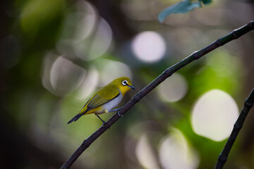 Japanese White - eye