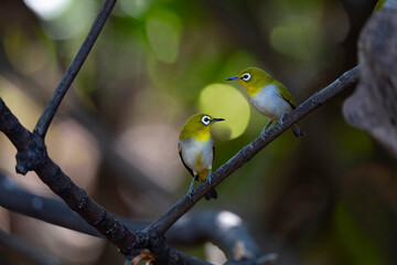 Japanese White - eye