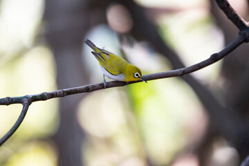 Japanese White - eye