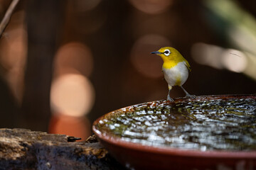 Japanese White - eye