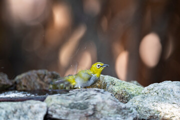 Japanese White - eye