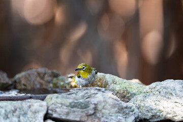 Japanese White - eye