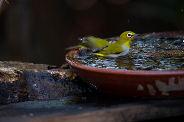 Japanese White - eye