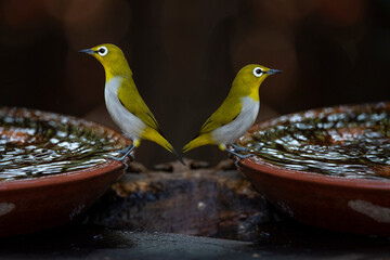 Japanese White - eye