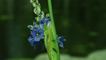 Full HD 1080p Worker bees (Anthophila) forage (pollinate) on Thai water hyacinth (blue) plants along the river.