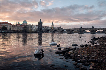 Charles Bridge in Prague on the banks of the Vltava River with swans. Prague at dawn with the Powder Tower and the Church of St. Francis of Assisi in the background. 