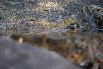 Red - flanked Japanese White - eye