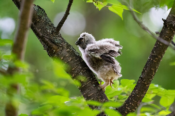 北海道の6月、トラフズクのヒナの大冒険。
