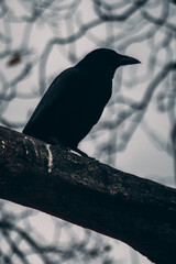 automne sur le parc de la tête d'or de lyon