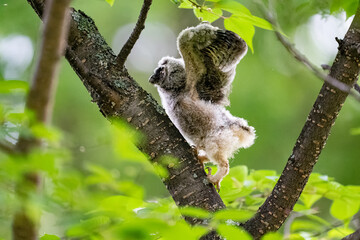 北海道の6月、トラフズクのヒナの大冒険。
