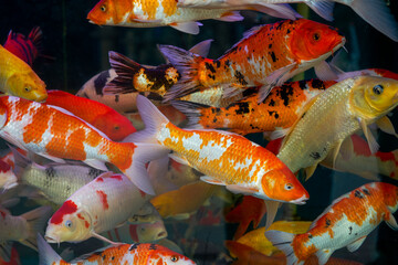 Close-up of big koi raised in fish tank