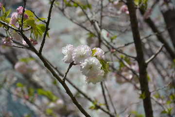 groups of white pink sakura blossom on the branch in spring sunny day