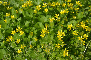 field of yellow flowers blossom in the green bush in sunny spring day