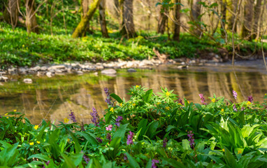 Riparian spring time scenery