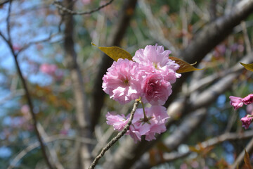 cluster of pink sakura flowers blossom in sunny spring day