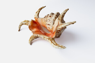 Seashell isolated on a white background