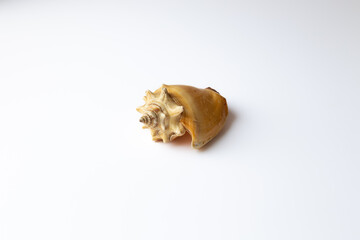 Seashell isolated on a white background