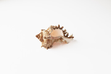Obraz premium Seashell isolated on a white background