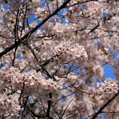 cherry blossom