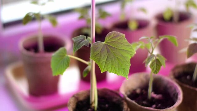 Turning on phyto lamp for cucumber and tomato seedlings in peat pots on the window sill. Using artificial LED lights to grow plants at home