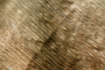 Dried Banana leaf texture.