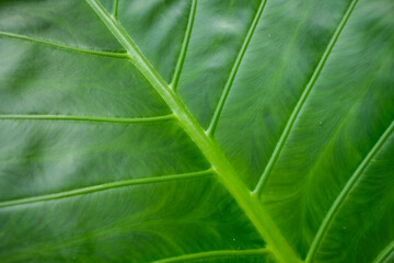 Close up shoot of a green leaves.