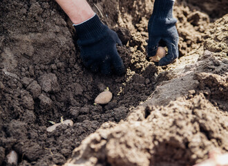 Men's hands plant potato tubers in the ground. Early spring preparation for the garden season. Growing organic vegetables.