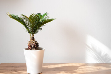 Green house plant in white flower pot. Cycas revoluta, cycad, japanese sago, palm tree. Isolated on...