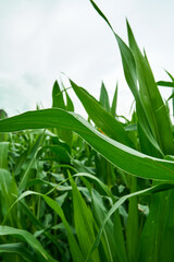 fresh corn leaves growing fresh on the plantation