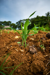 close-up of fresh young corn on the plantation