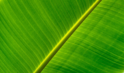 banana plant closeup