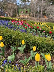 가평 아침고요수목원 튤립 정원 / Gapyeong Morning Calm Arboretum Tulip Garden 