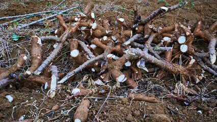 cassava stems are cut into pieces that have been harvested