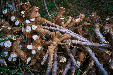 cassava stems are cut into pieces that have been harvested