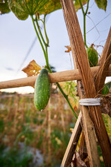 close-up of cucumber. crop failure in the dry season