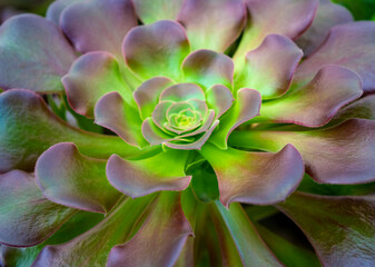 Houseleek closeup