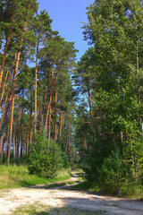 On a sunny summer day, a dirt road descends into a dense green forest. Tall tree trunks covered with moss. Summer forest landscape, trees, grass, greenery, illuminated by the sun