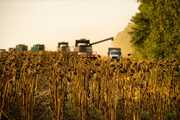Harvesters harvesting ripe sunflower at sunset