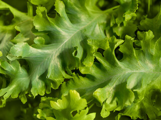Green leaves closeup