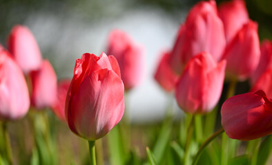 Beautiful close-up of a tulip
