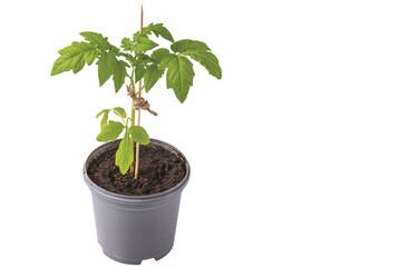Close up view of tomato seedling planted in pot with earth isolated on white background. Sweden.