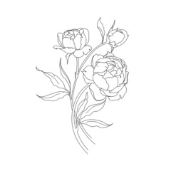 Illustration with peonies flower isolated on white background. Vector line illustration.