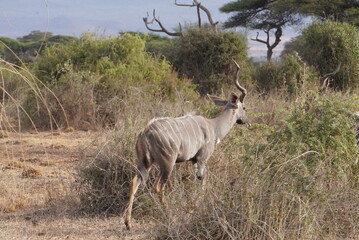 A kudu antelope with one horn.