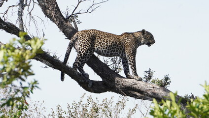 A leopard watching from a tree top.