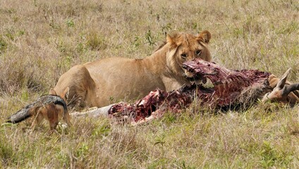 A lion shares food with a jackal.