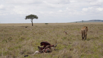  A lion leaves some food for a jackal and hyena.