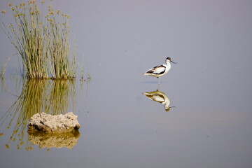 Avocet bird with beak pointed upwards.