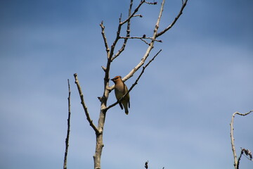 bird on a branch